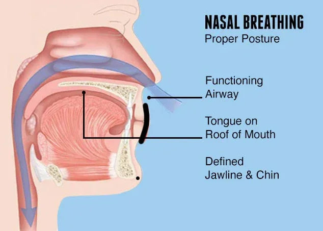 Diagram of nasal breathing with tongue on roof of mouth and clear airway posture